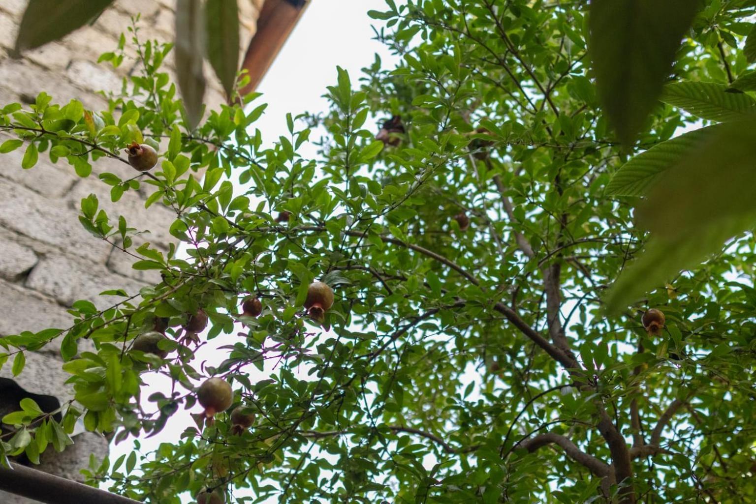 Hotel Wine House Tbilisi Zewnętrze zdjęcie